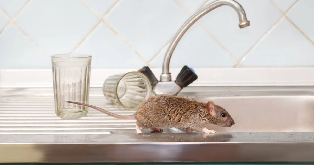 Ratten und Mäuse bleiben fern, wenn jeden Tag eine schnelle 60‑Sekunden‑Aufgabe gemacht wird